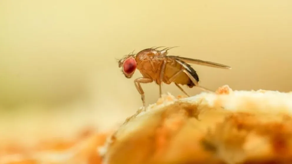 mosquitas de la fruta - truco