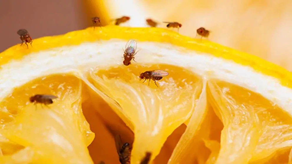El imprescindible truco que amarás para este verano: cómo eliminar las mosquitas de la fruta en minutos