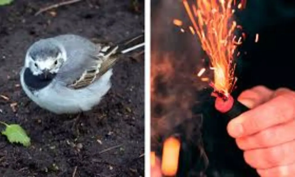 Maltrato animal: niños hicieron explotar a un pájaro colocándole pirotecnia