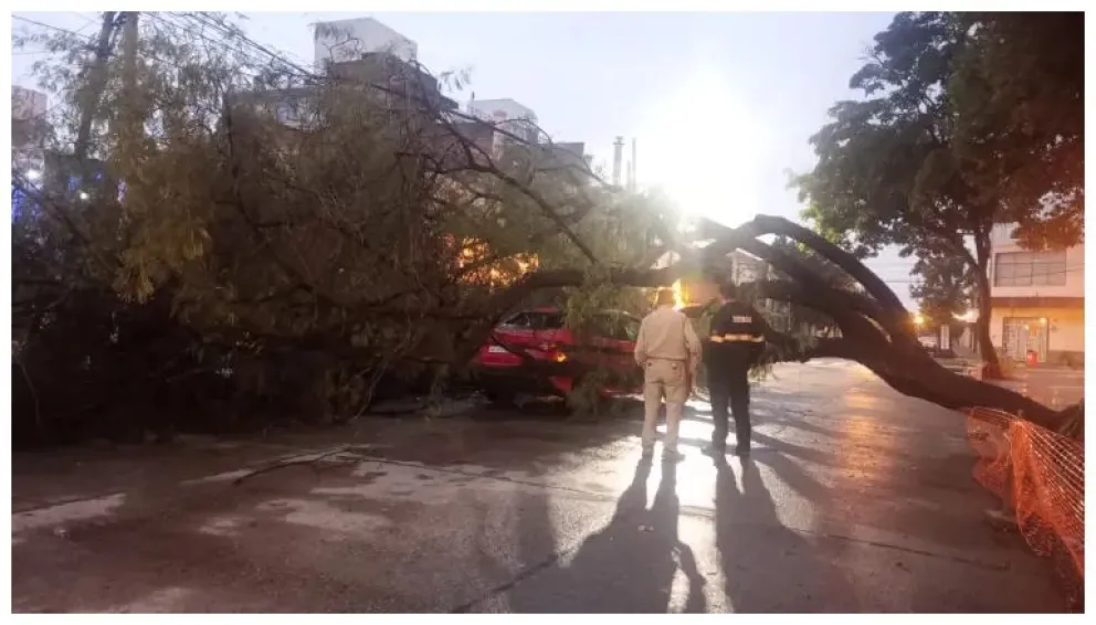 Consecuencias del temporal en Salta: un árbol cayó sobre un taxi en Plaza Alvarado