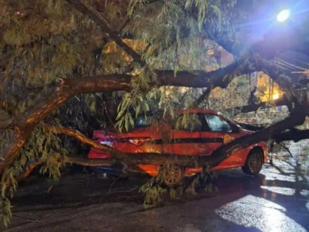 &Aacute;rbol cay&oacute; sobre un taxi 