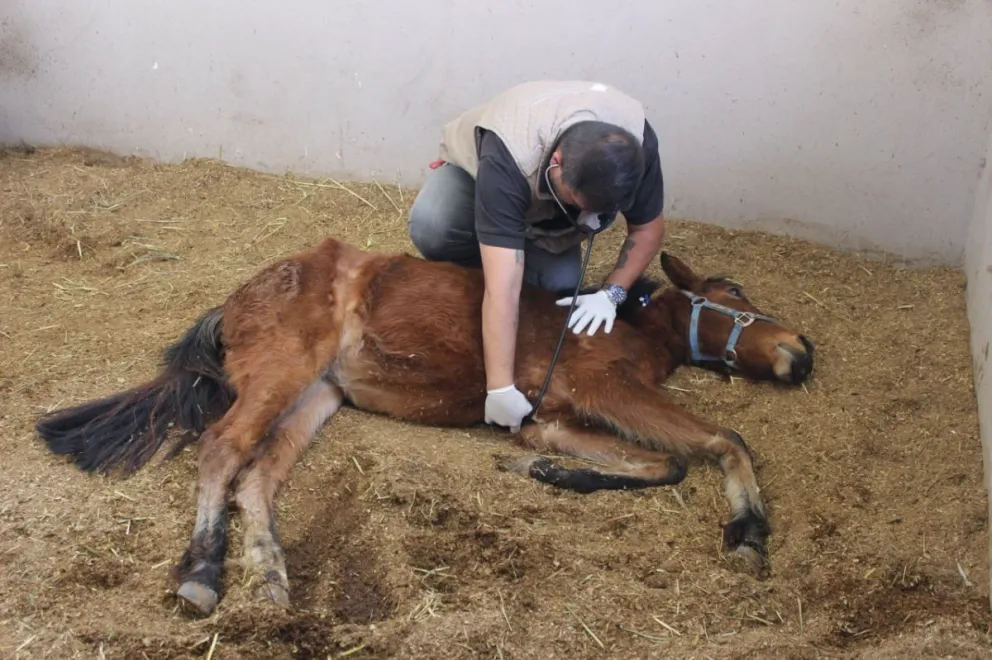 Impresionante caso de maltrato animal: una potranca murió tras el desacato de mujer a una órden judicial