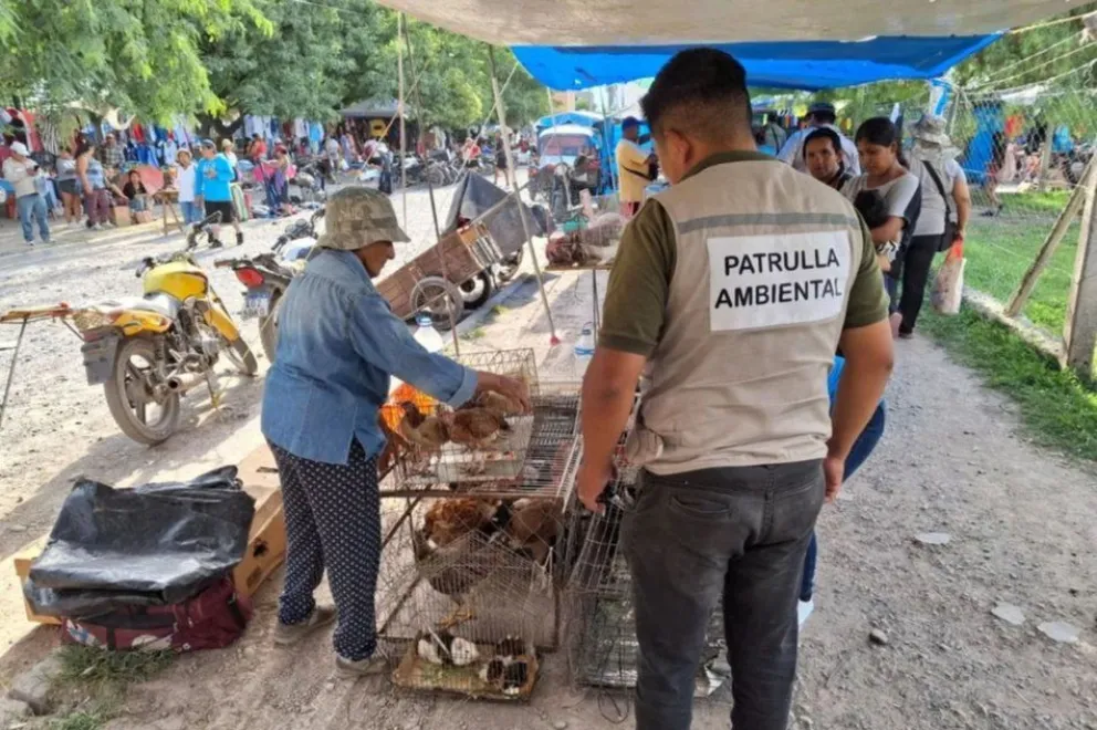 Indignación en Salta: rescatan 50 animales vivos de una feria barrial en condiciones inhumanas