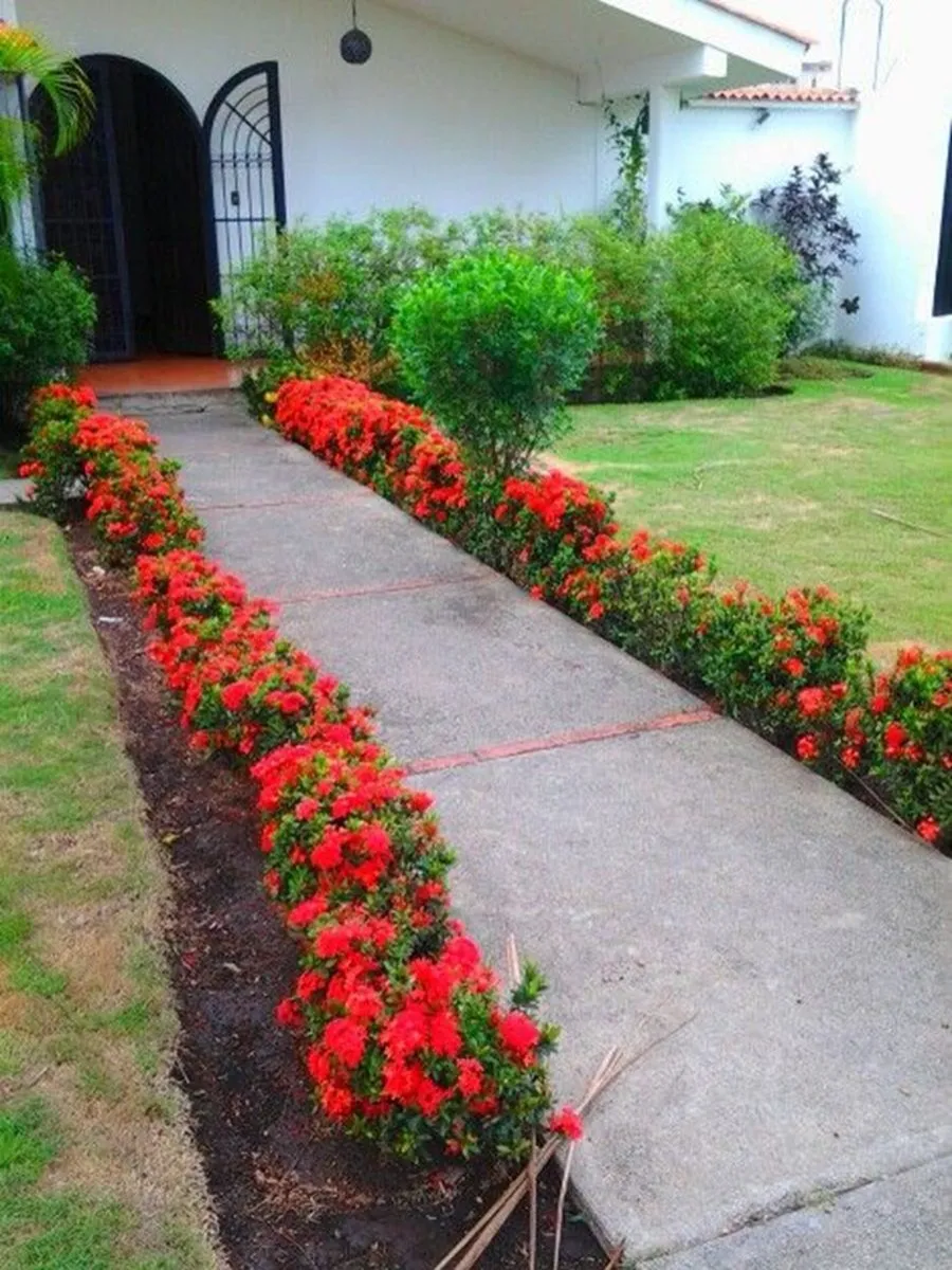 Feng Shui - plantas