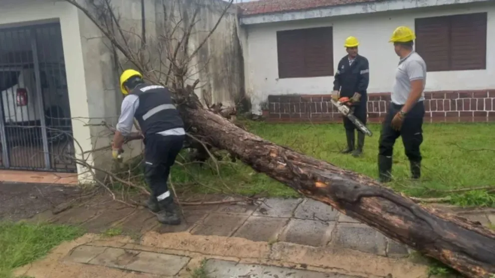 Lo que la tormenta dejó: árboles caídos y cortes de luz en toda la ciudad