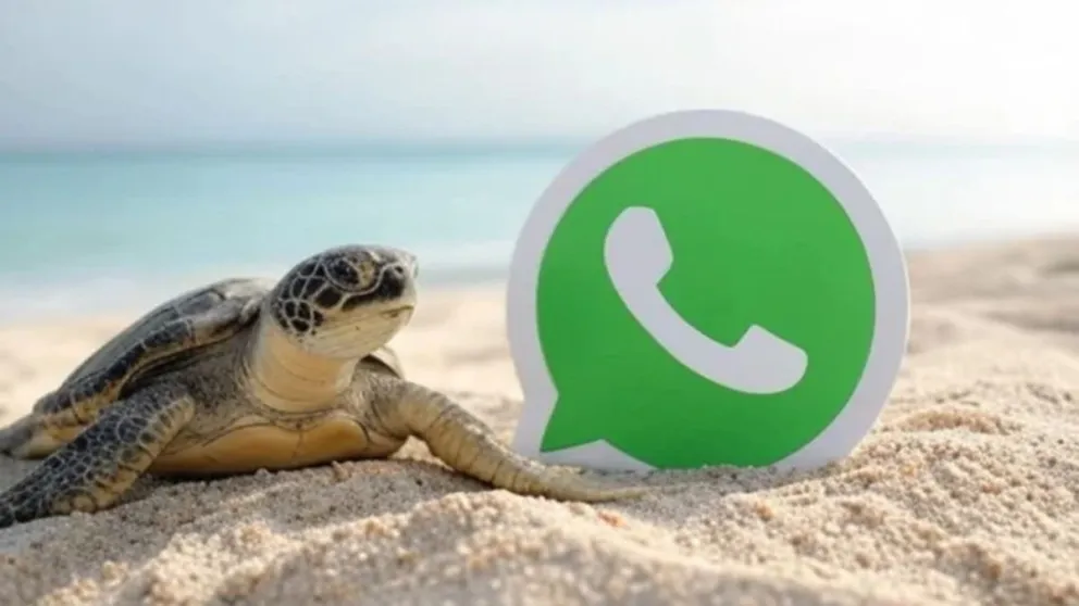 Activá el "Modo Tortuga" en WhatsApp en simples pasos y descubrí su profundo significado