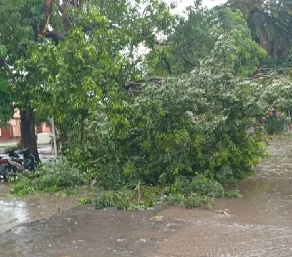 Caída de árboles y postes de luz: las consecuencias del fuerte temporal en Salta