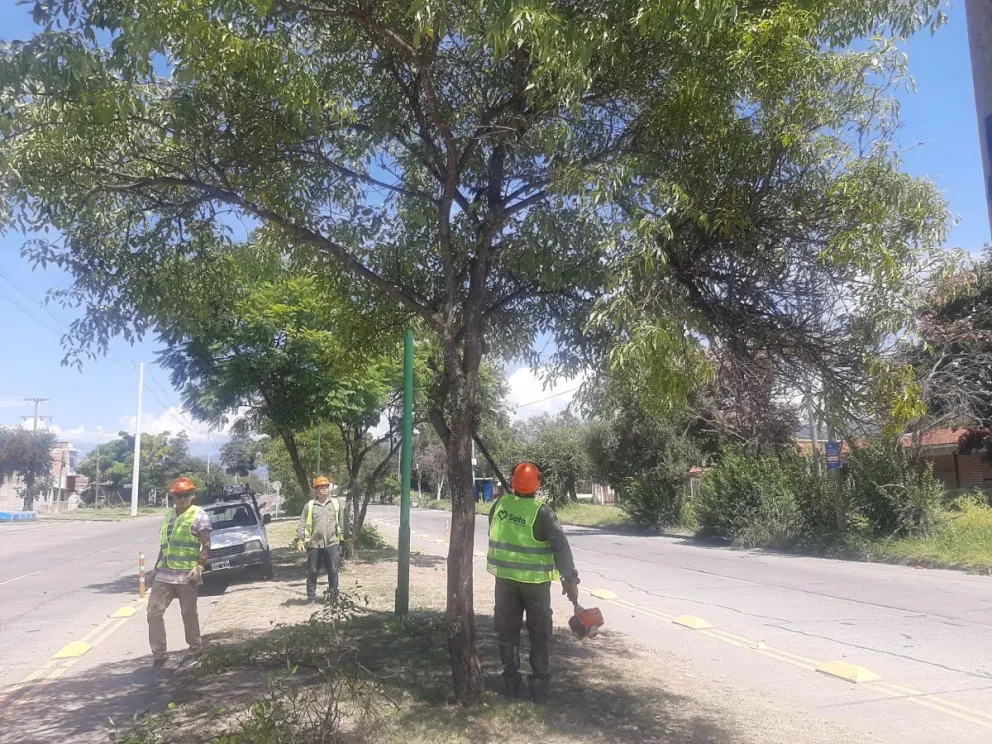 La Municipalidad de Salta realizó tareas de poda en la ciudad