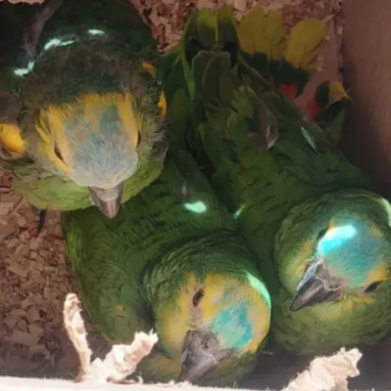 AVES RESCATADAS