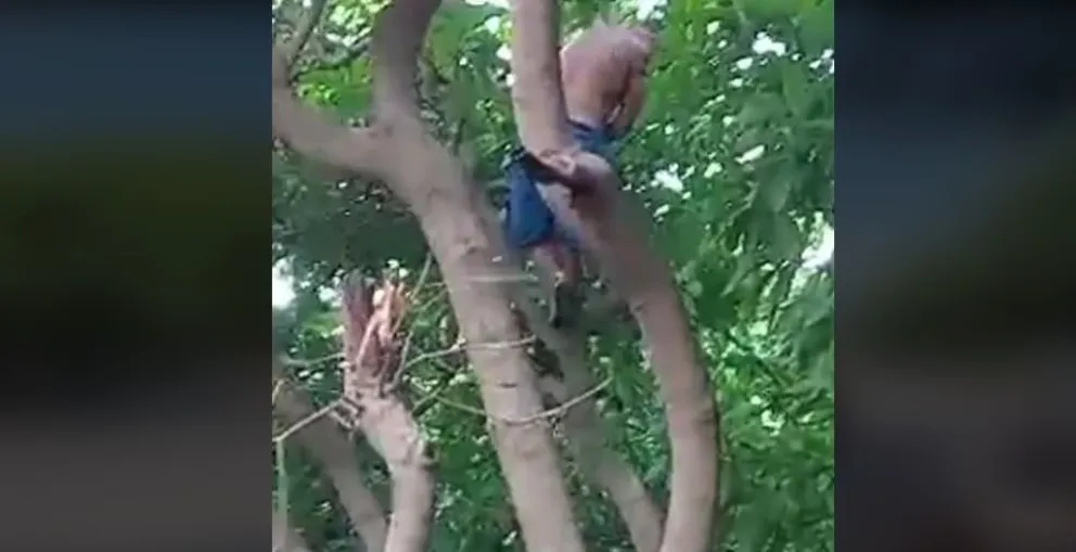 Inseguridad en Barrio Limache: vecinos denuncian que los delincuentes trepan los árboles para robar