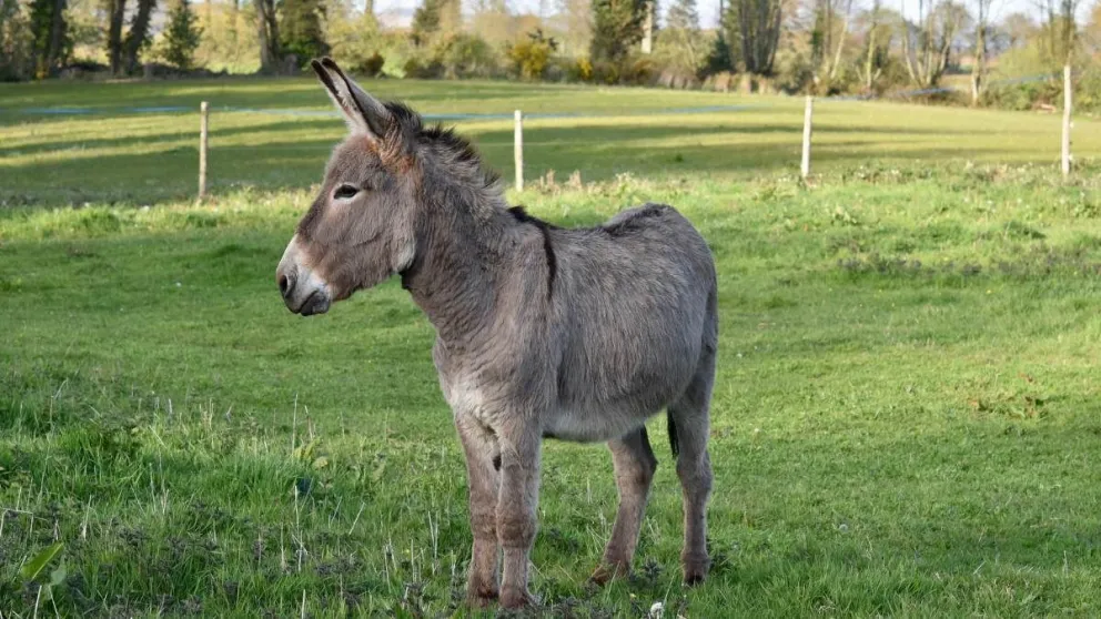 Carne de burro