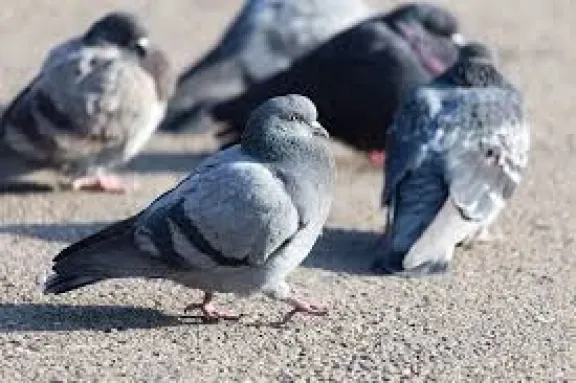 Palomas