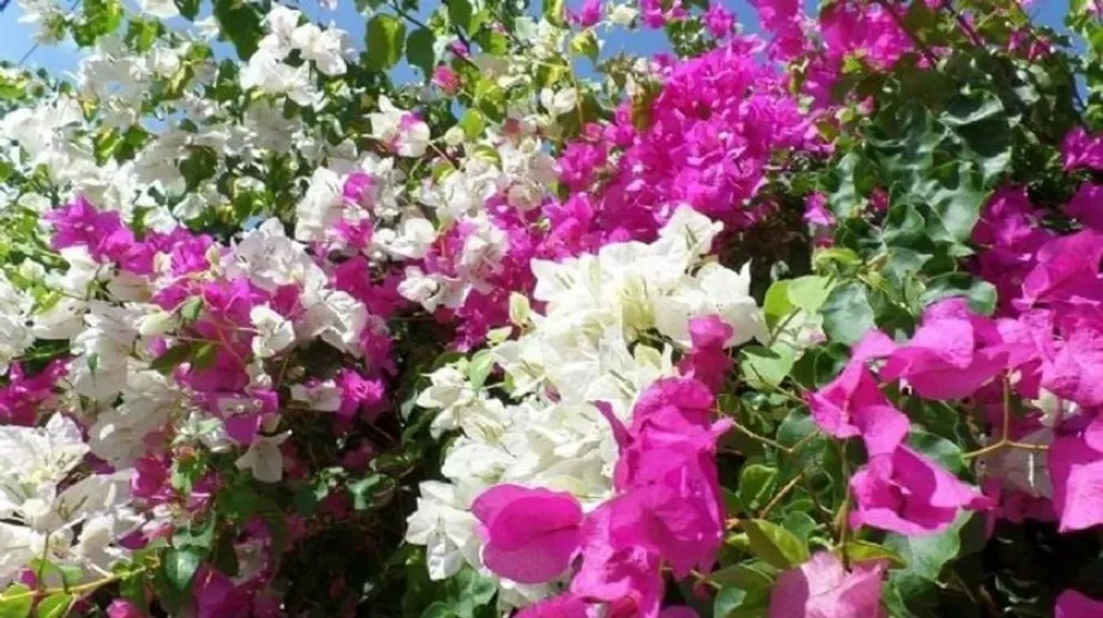 plantas - Santa Rita