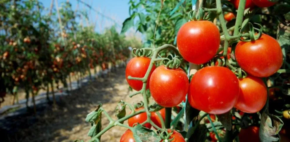 Tomates