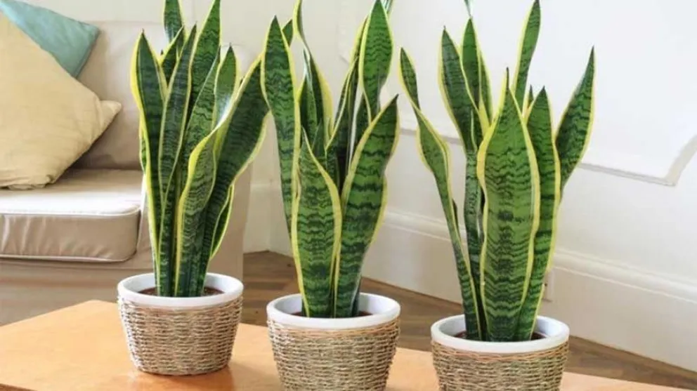 planta