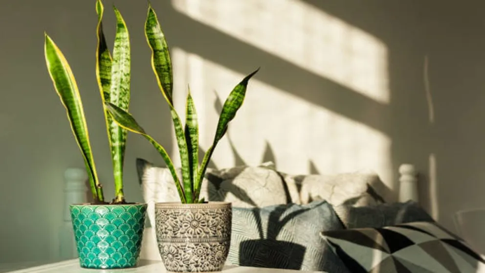 Descubrí la Sansevieria: la planta que purifica, decora y atrae la energía positiva a tu hogar