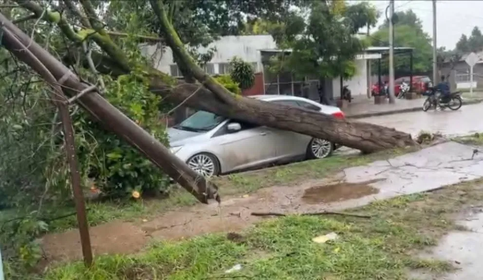 Árboles caídos y cortes de luz: las consecuencias del fuerte temporal en Tartagal