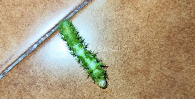 oruga