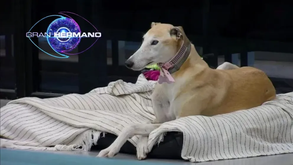 París la mascota de Gran Hermano se ganó el cariño de todos: quién fue el único jugador que se postuló a adoptarla