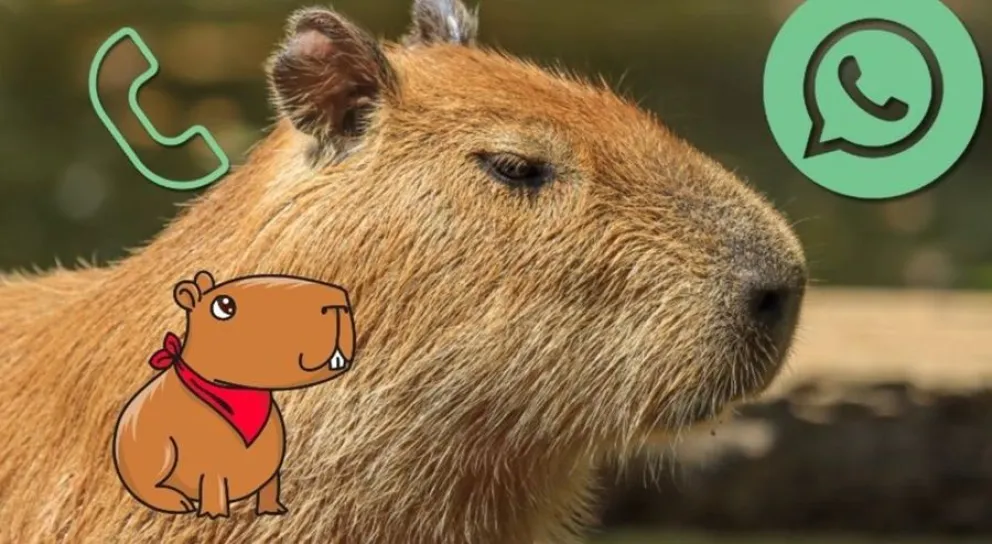 WhatsApp - Modo Capibara