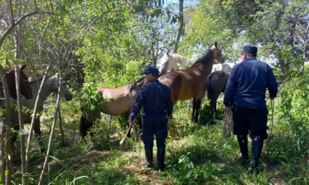 Aumentan operativos policiales por animales sueltos en Circunvalación Oeste