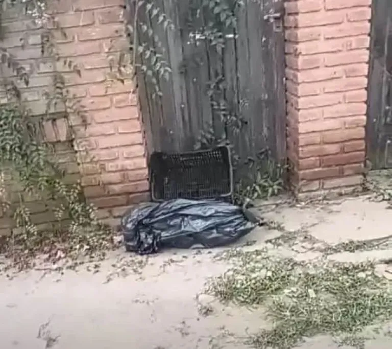 Perro Or&aacute;n