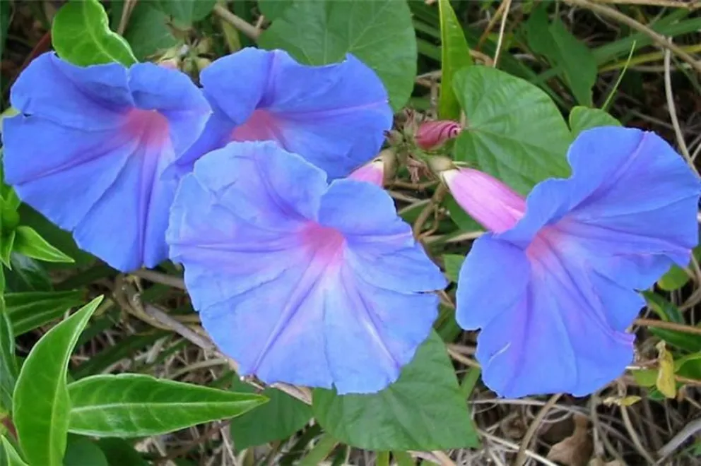 planta - enredadera