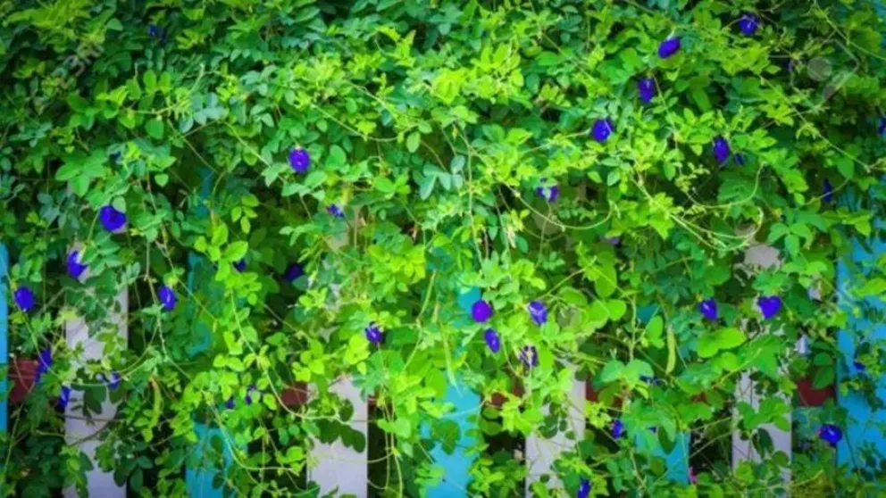 planta - enredadera