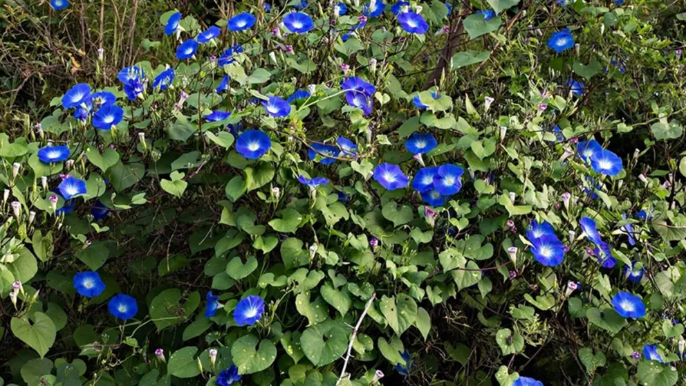 Descubrí la enredadera favorita de los amantes del jardín: una planta fácil de cuidar y florece a diario
