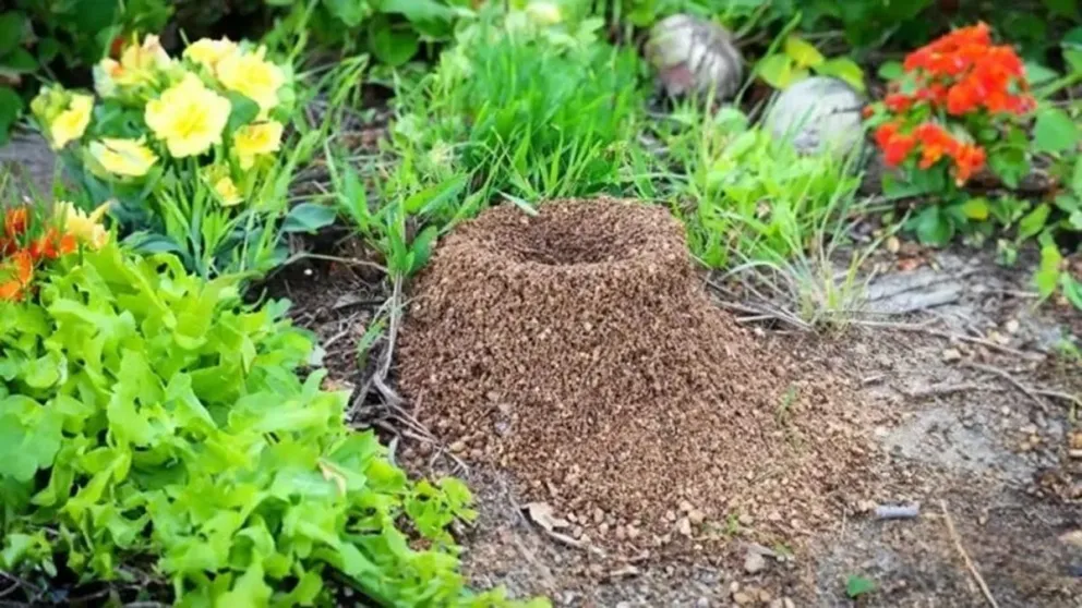 Controlá las hormigas de forma fácil: cómo combatir los hormigueros con trucos caseros y ecológicos