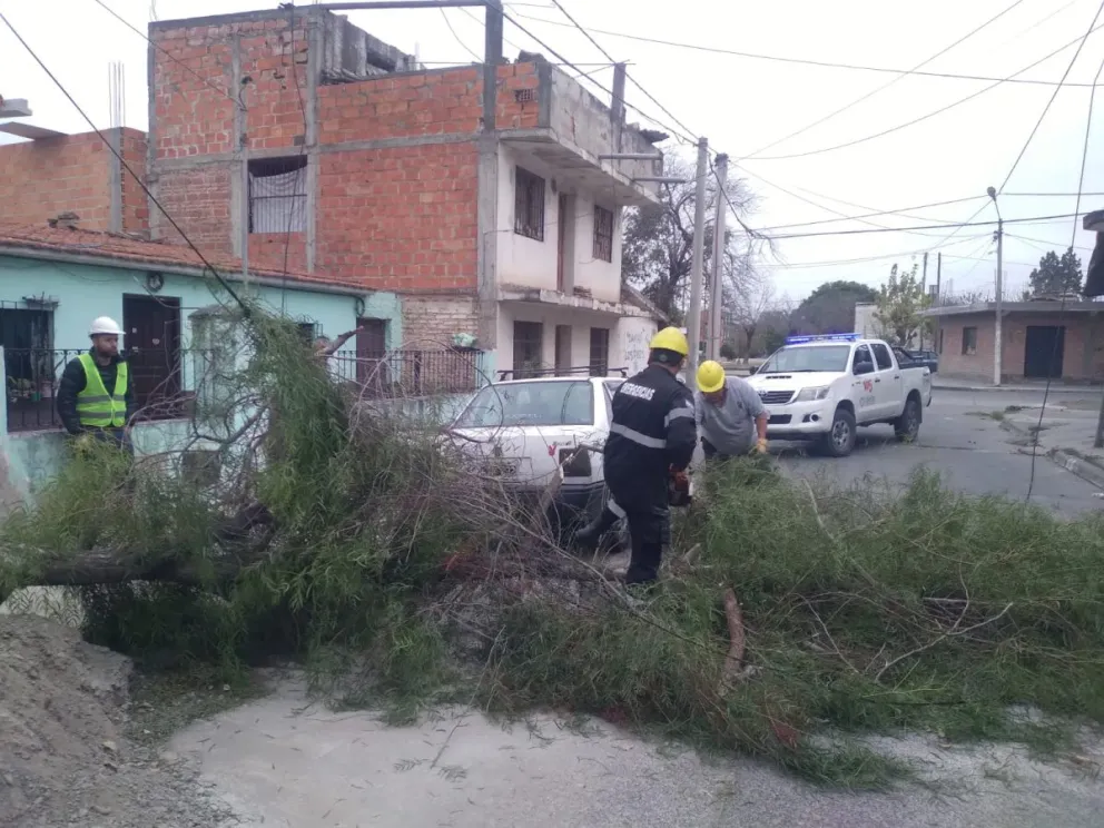 Alerta por viento zonda en la ciudad: se registraron caídas de árboles y postes de luz