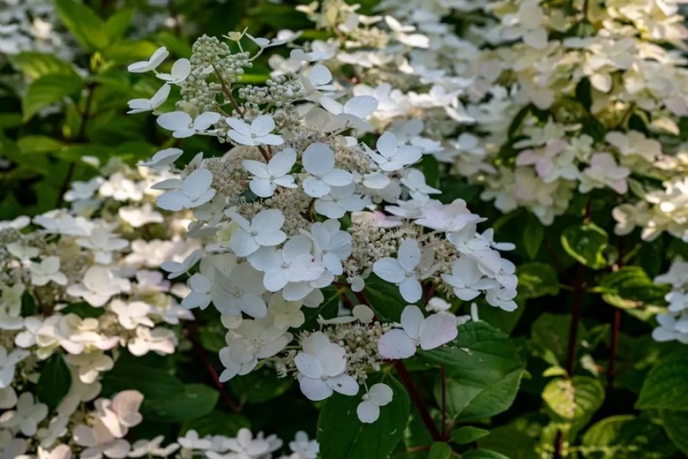 plantas - jardines