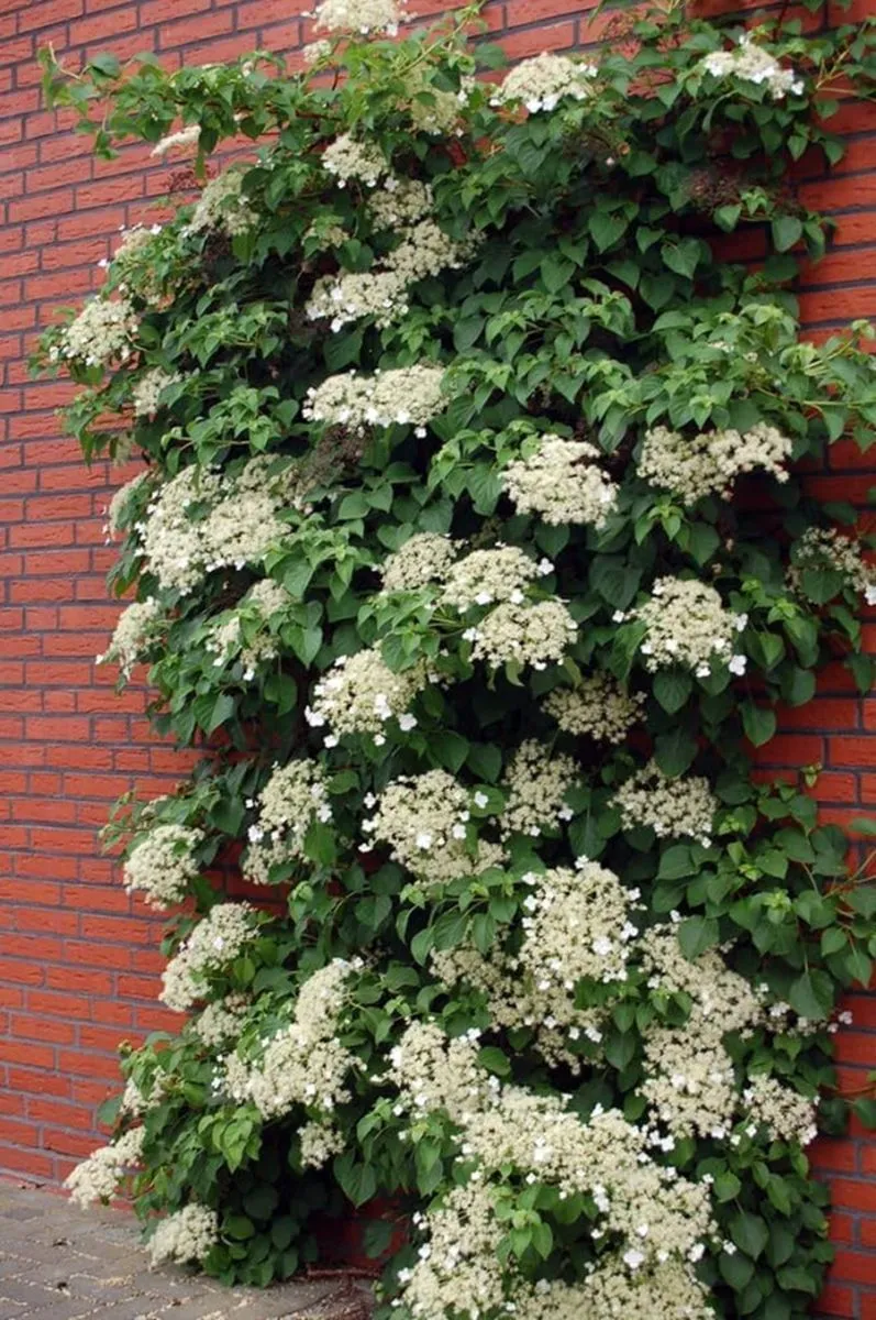 plantas - jardines