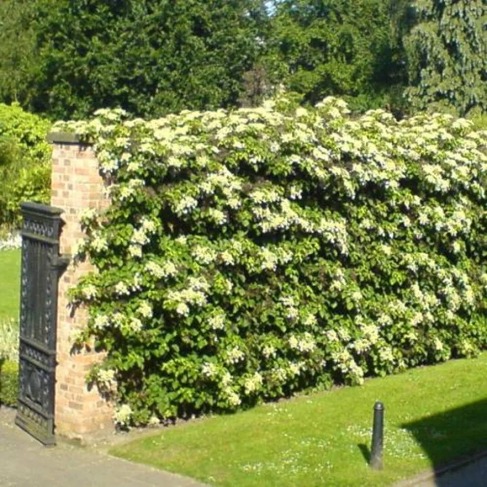 plantas - jardines