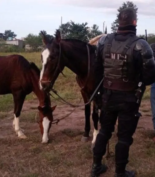 Caballos