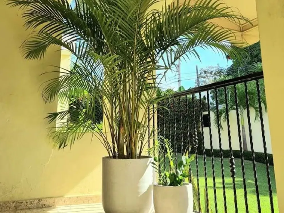 plantas - cucarachas