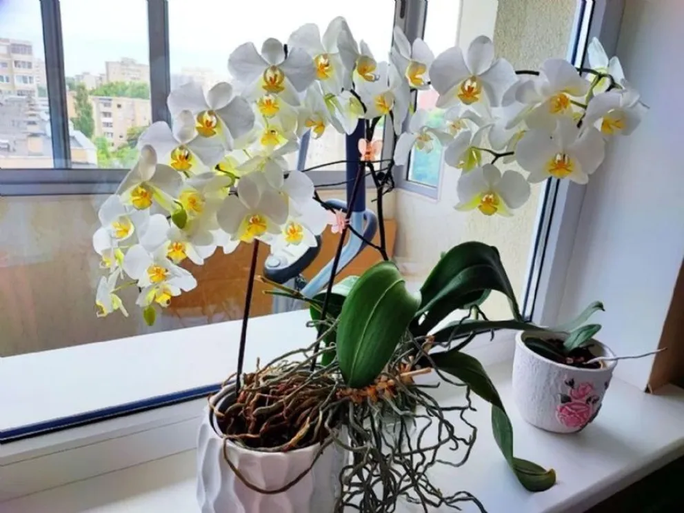 plantas - cucarachas