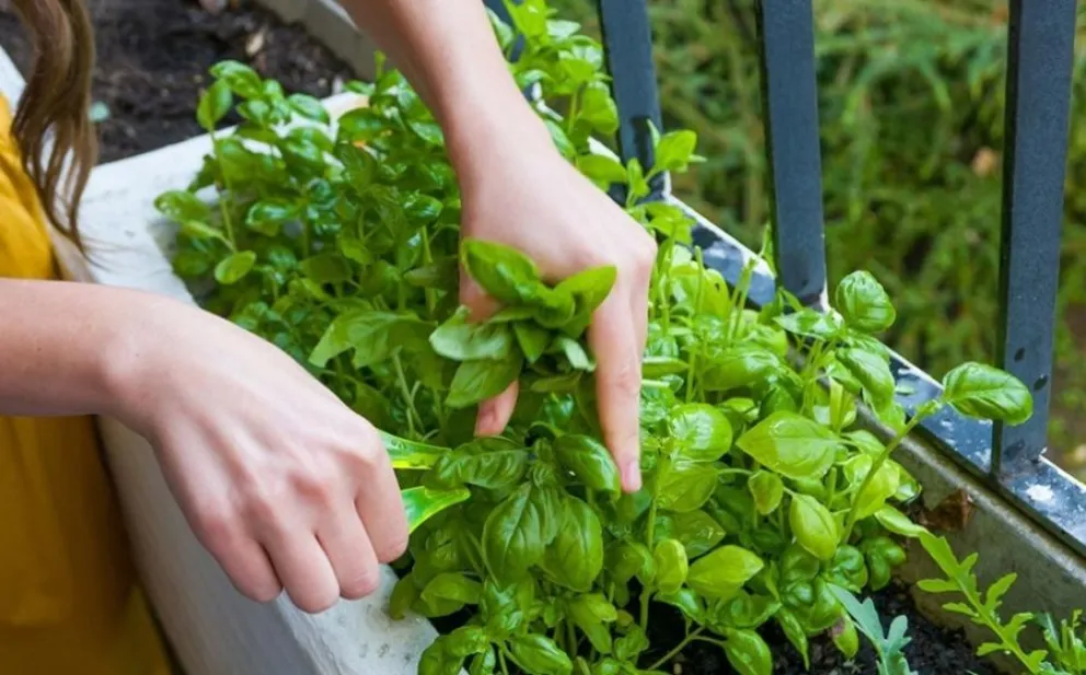 plantas - cucarachas