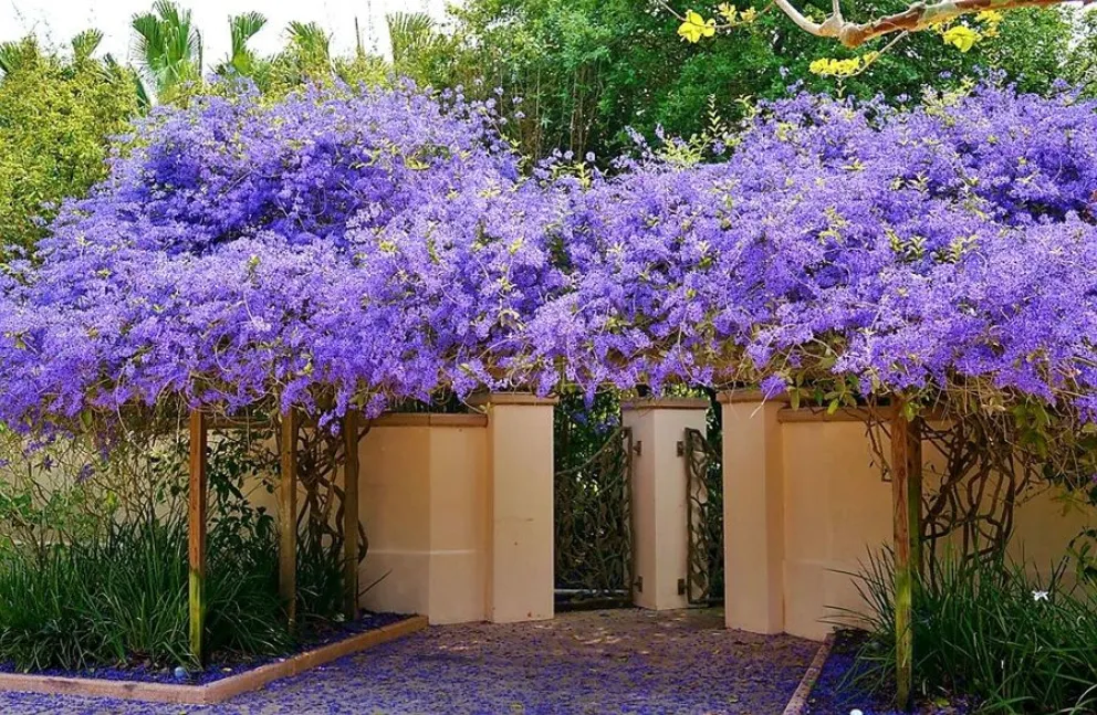 jard&iacute;n - plantas trepadoras
