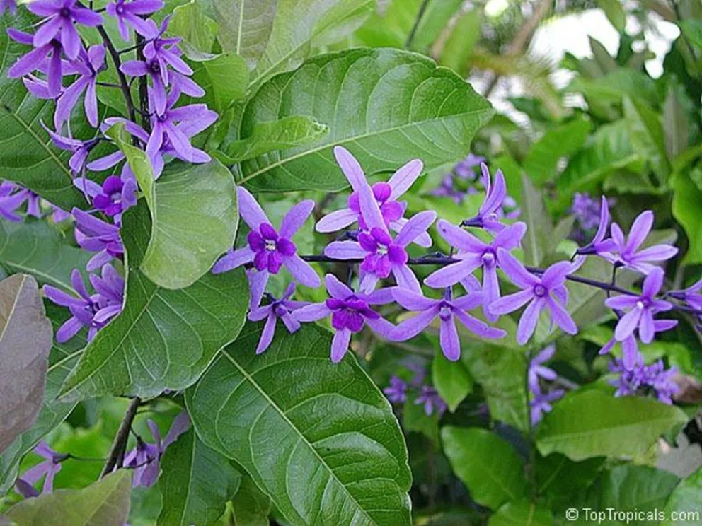 jard&iacute;n - plantas trepadoras