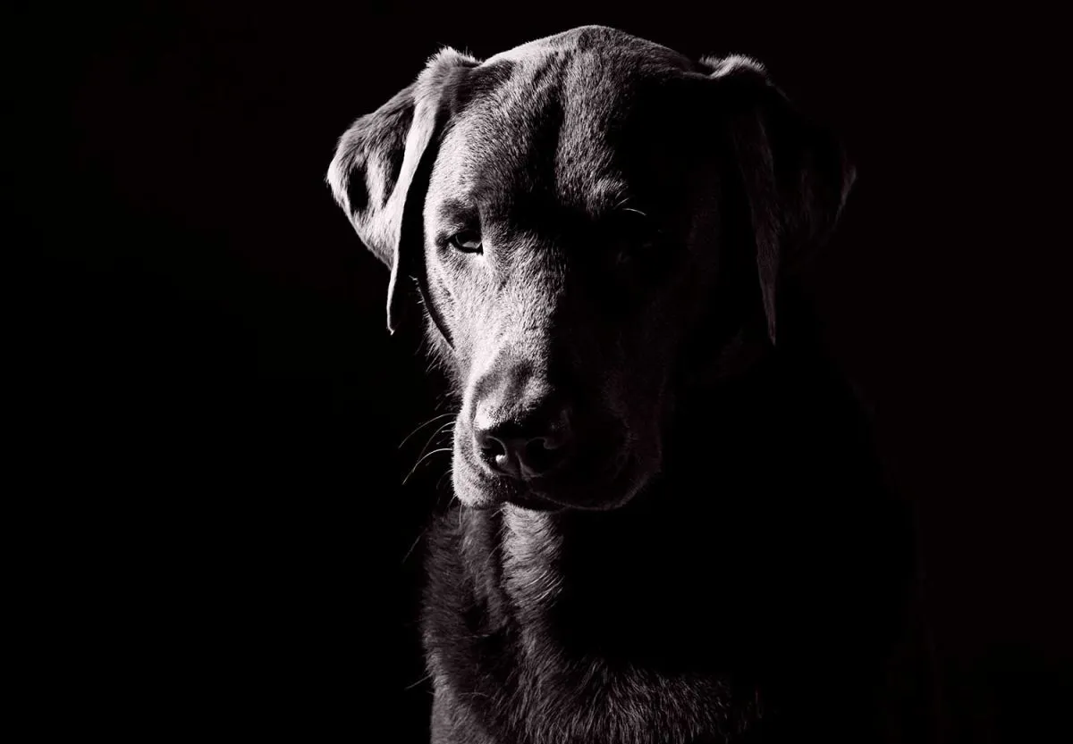 perro