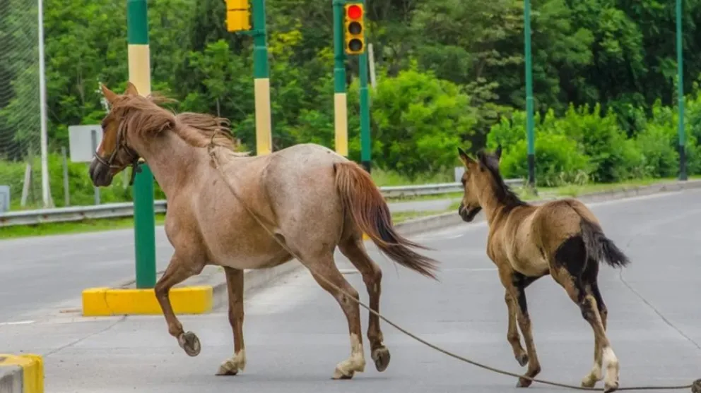 Animales sueltos