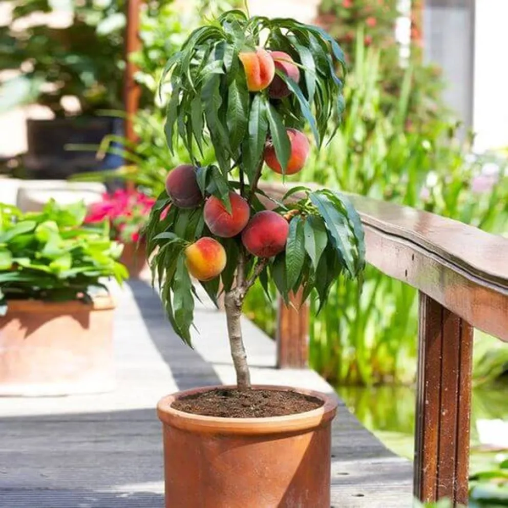 &aacute;rboles frutales- maceta - truco