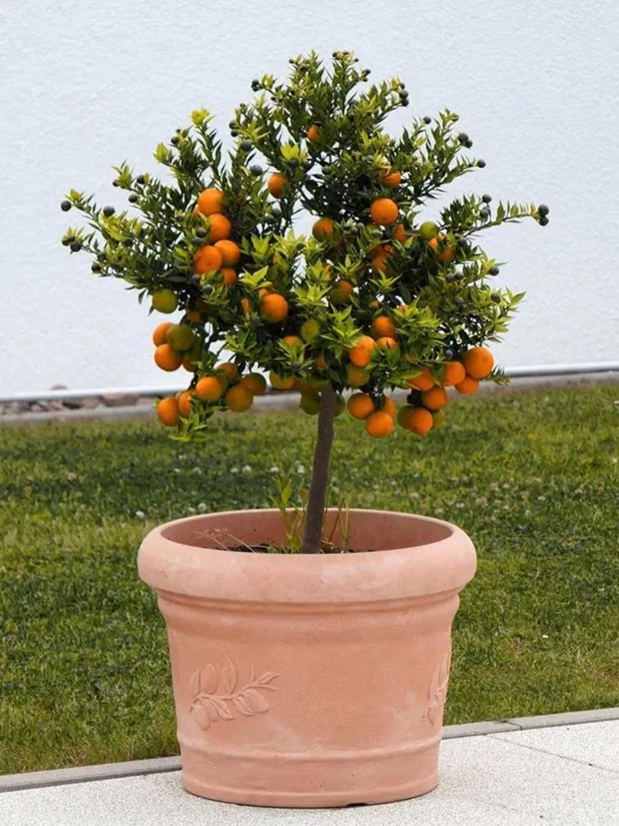 &aacute;rboles frutales- maceta - truco