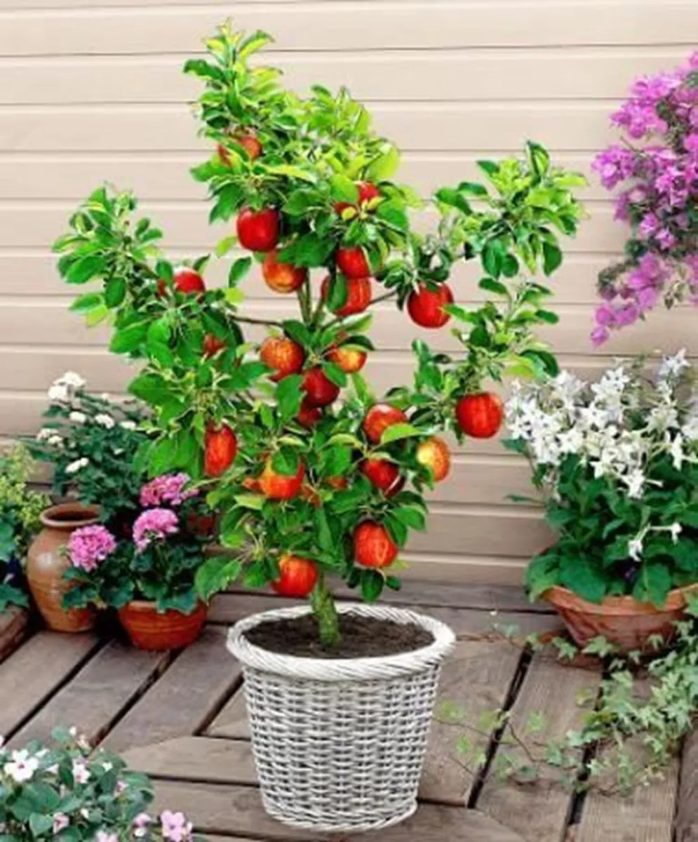 &aacute;rboles frutales- maceta - truco