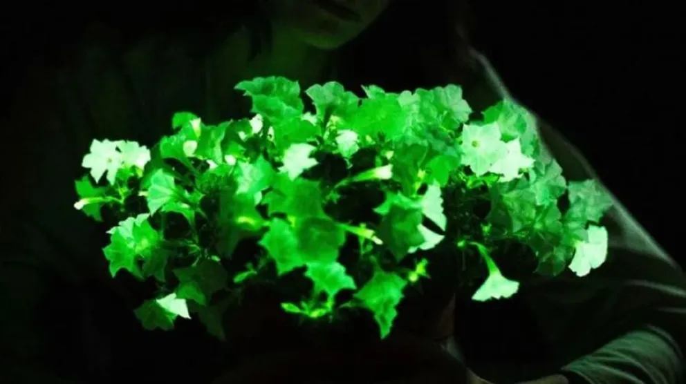 planta - transg&eacute;nica