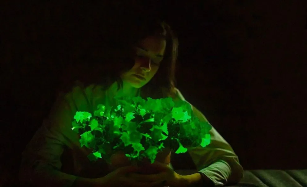 planta - transg&eacute;nica