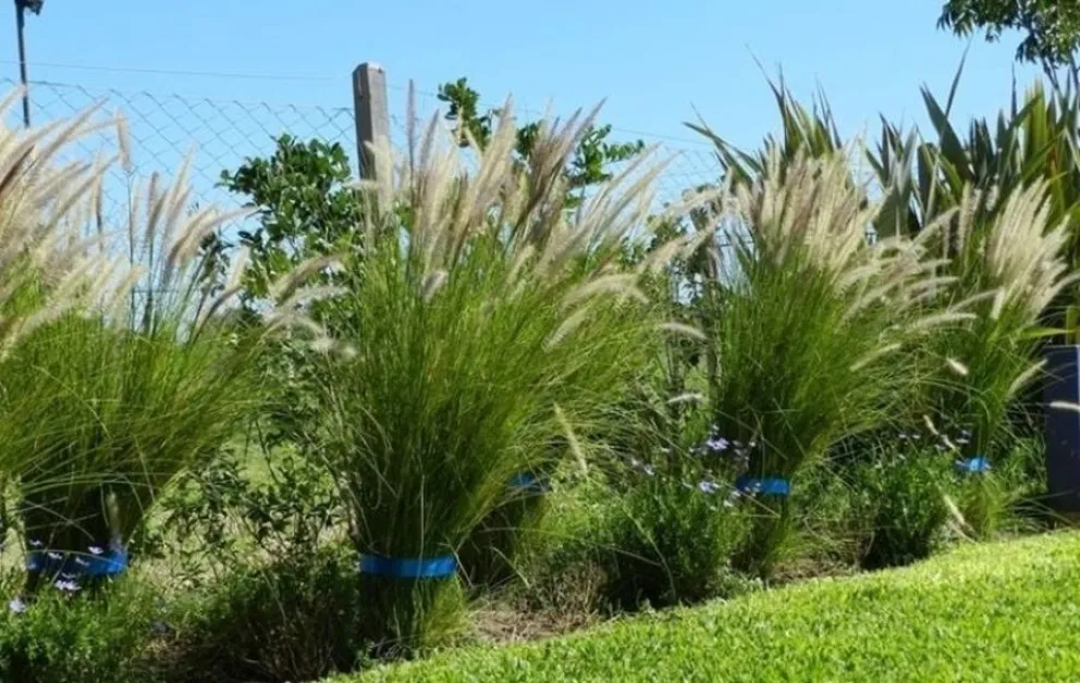 plantas - vecinos curiosos