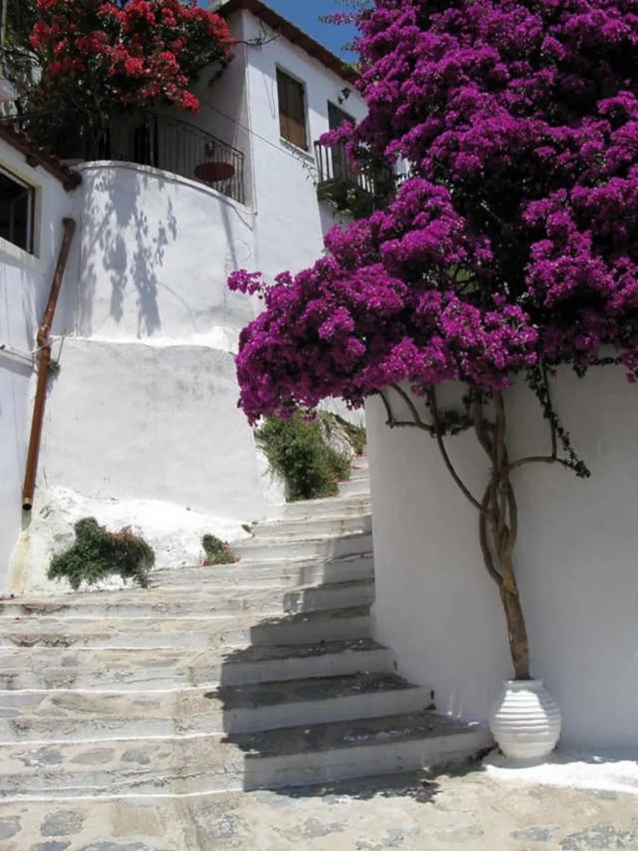 buganvilla - plantas