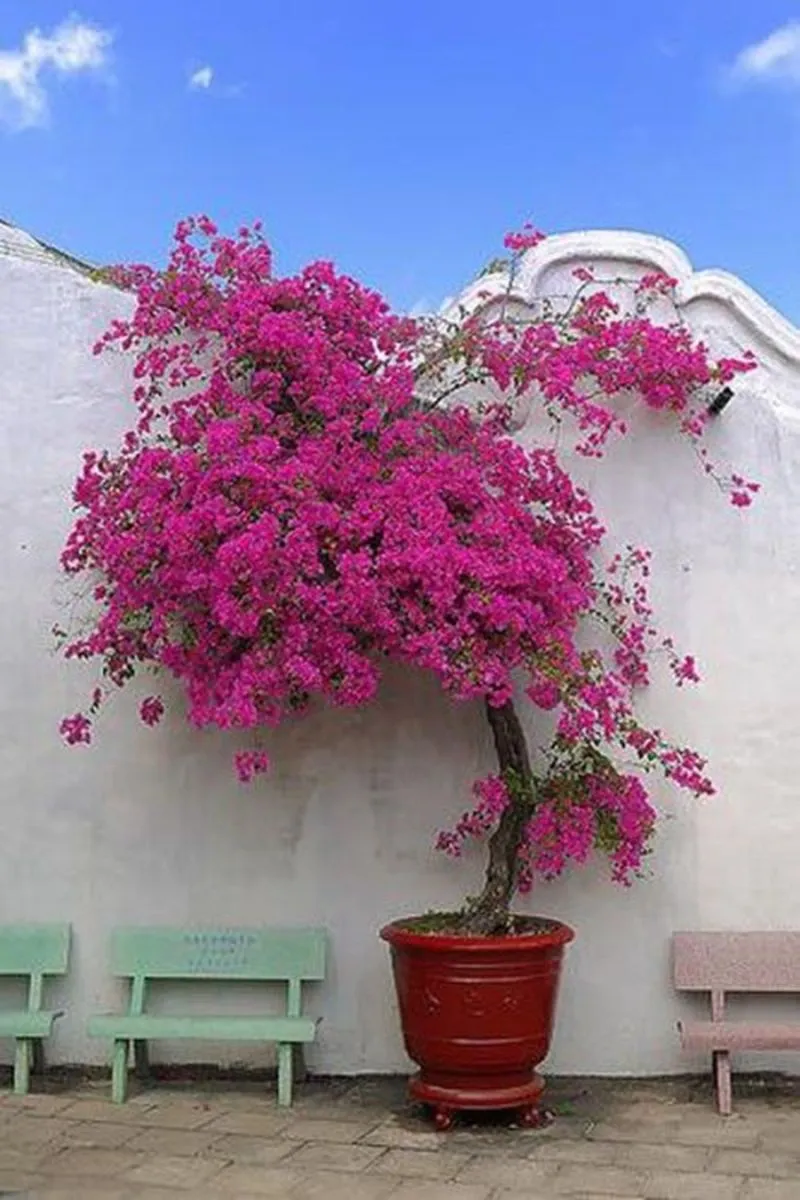 buganvilla - plantas